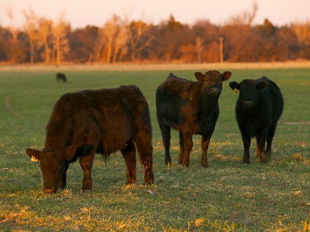 The economics of grazing winter wheat looks to be positive as producers buy calves and prepare to turn then out to graze. (Photo by Todd Johnson, OSU Agricultural Communications Services)